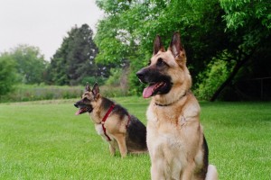 Guard-Dogs-Wallpapers-2